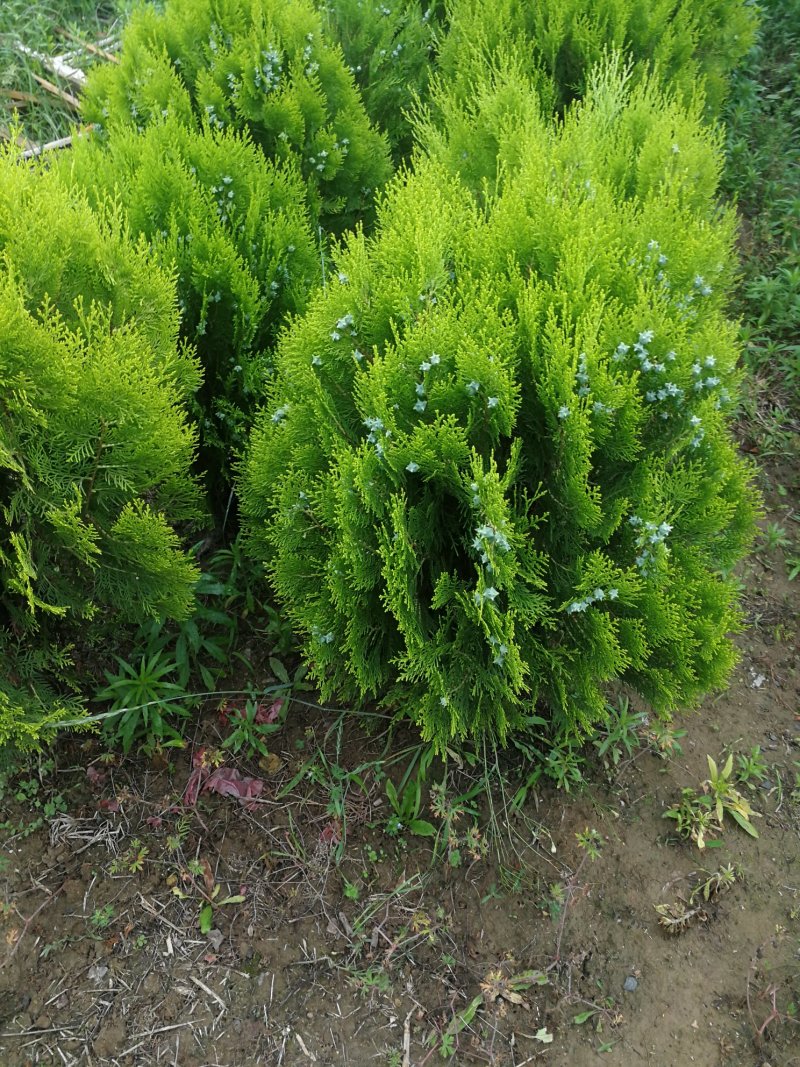 洒金柏