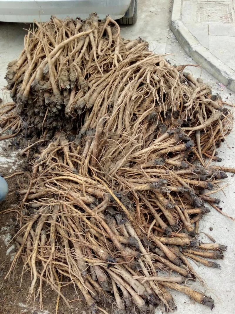 大黄种苗基地直供，需要联系