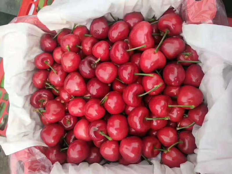 沂源樱桃