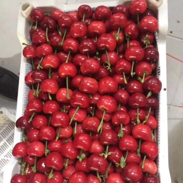 沂源樱桃