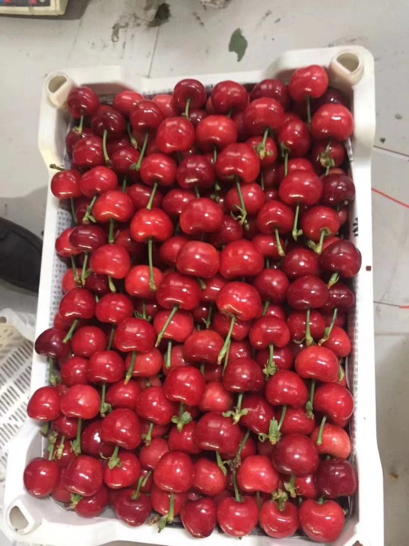 沂源樱桃
