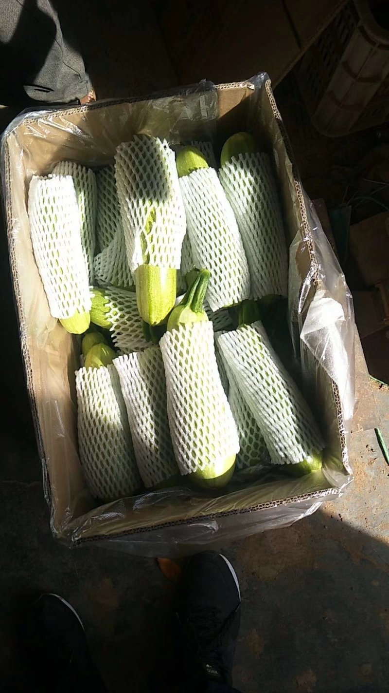 绿皮西葫芦1斤以上