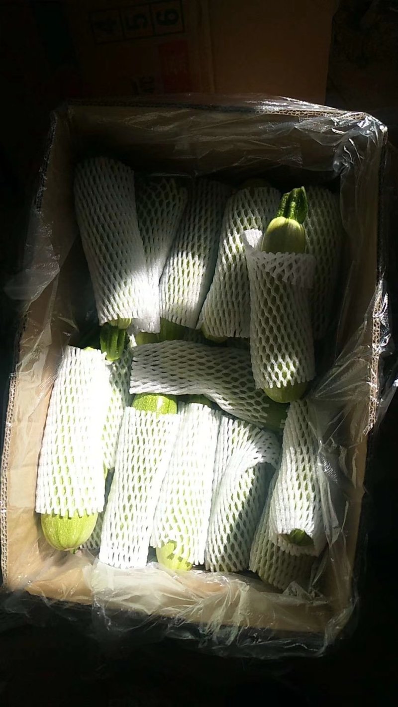 绿皮西葫芦1斤以上