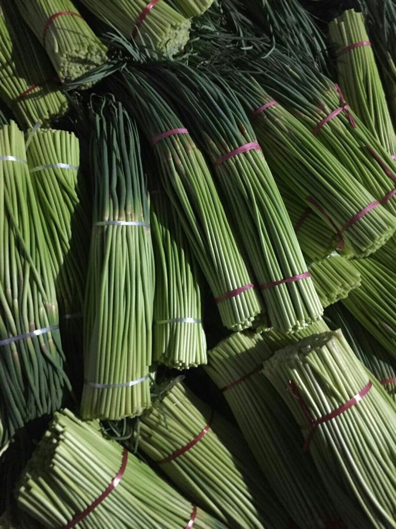 河南开封新鲜红帽蒜苔干苔大量出货中求合作
