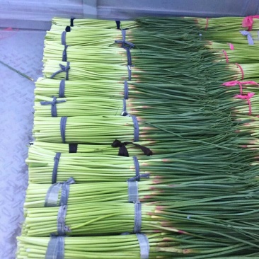 河南开封新鲜红帽蒜苔干苔大量出货中求合作