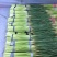 河南开封新鲜红帽蒜苔干苔大量出货中求合作