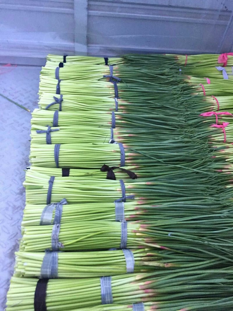 河南开封新鲜红帽蒜苔干苔大量出货中求合作