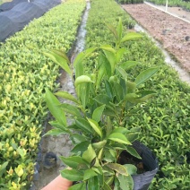 双色茉莉