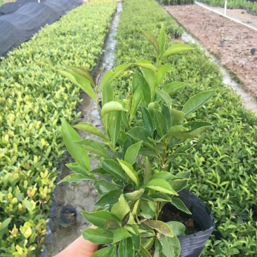 双色茉莉