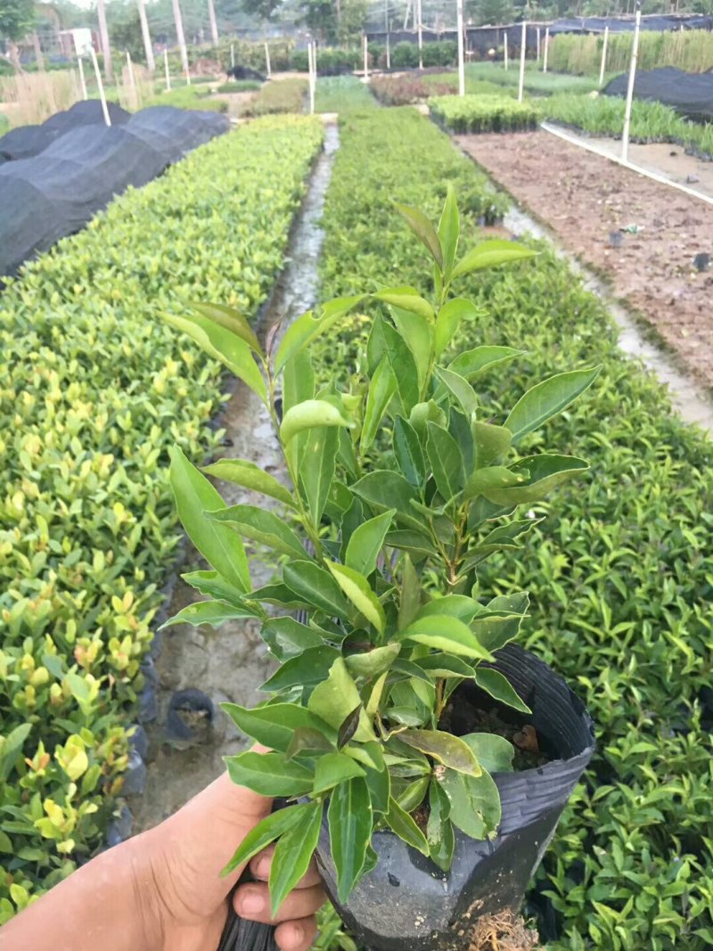 双色茉莉