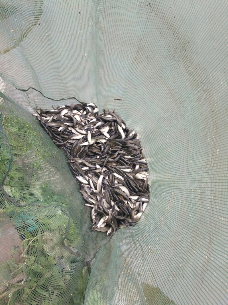 【推荐】草鱼苗，出售各种鱼苗，及成品鱼，欢迎下单咨询