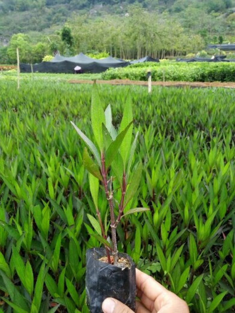 双色茉莉