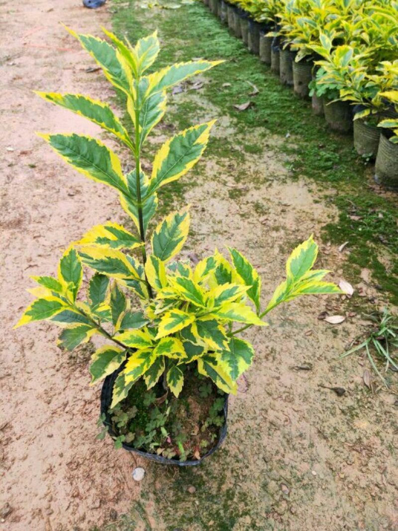 双色茉莉