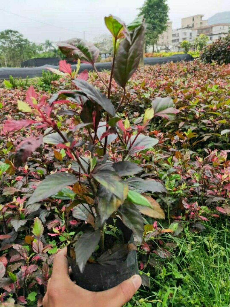 双色茉莉