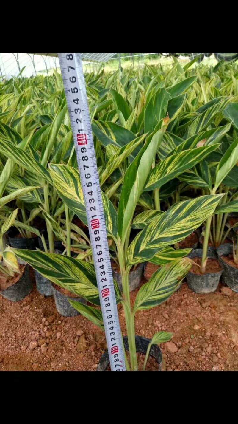 双色茉莉