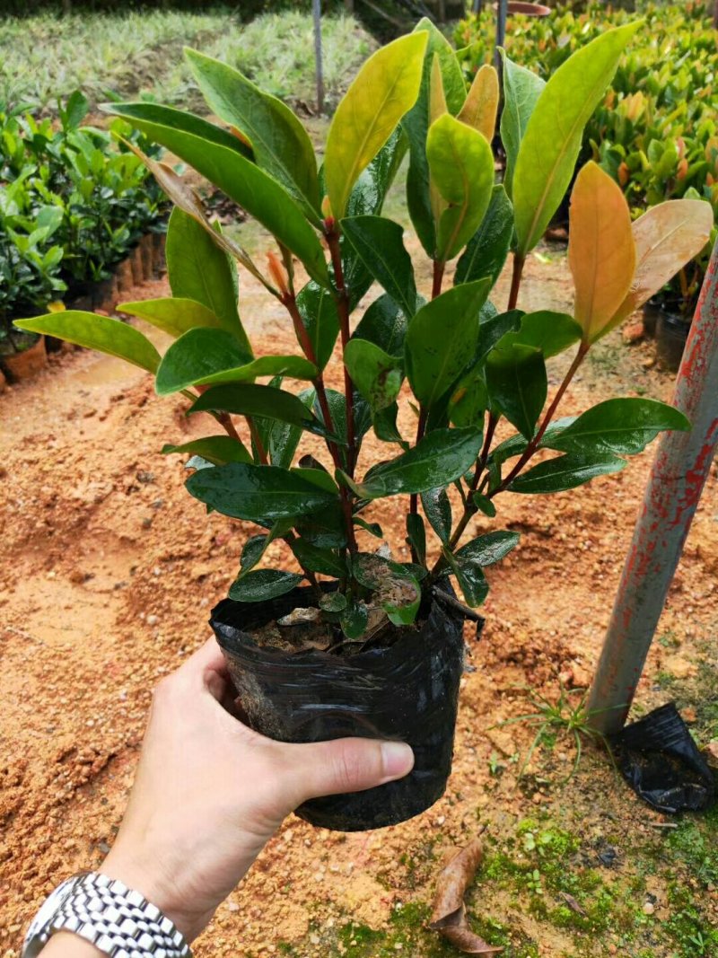 双色茉莉