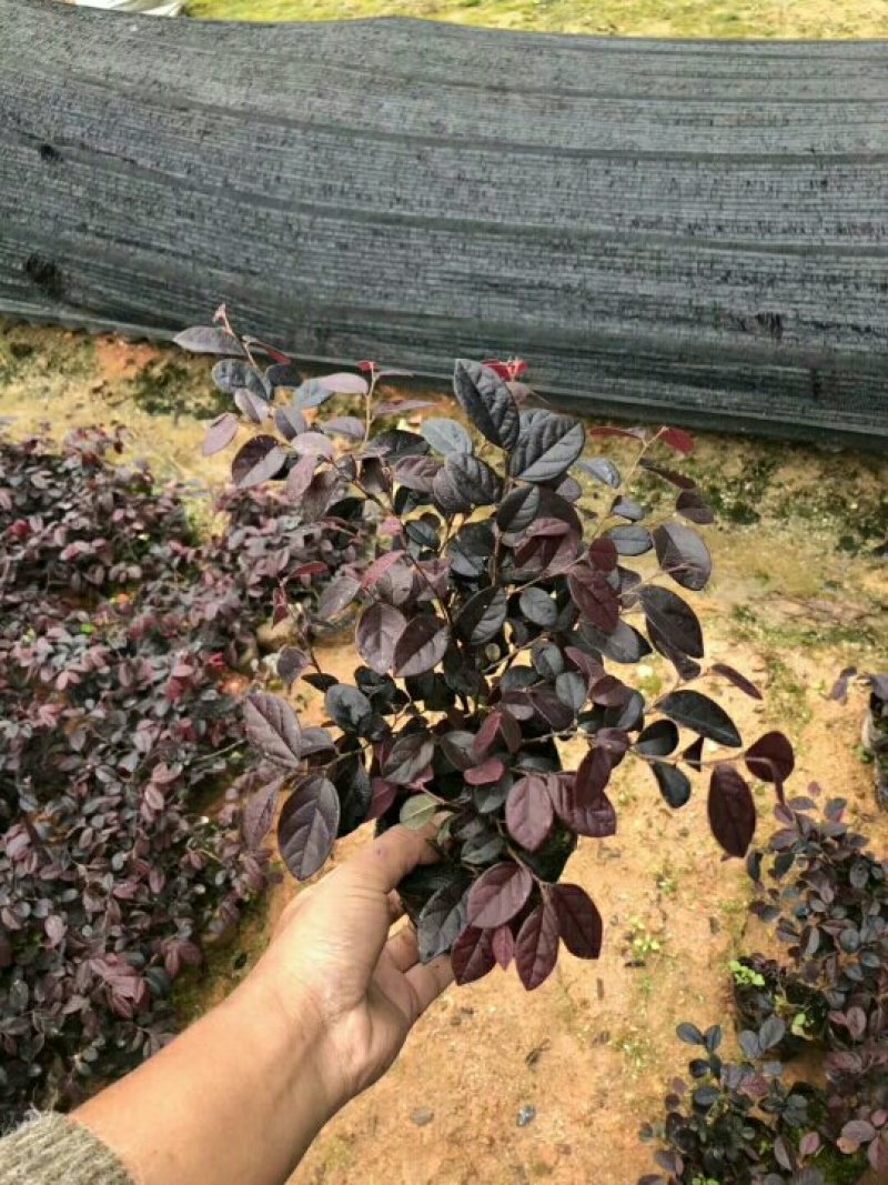 双色茉莉