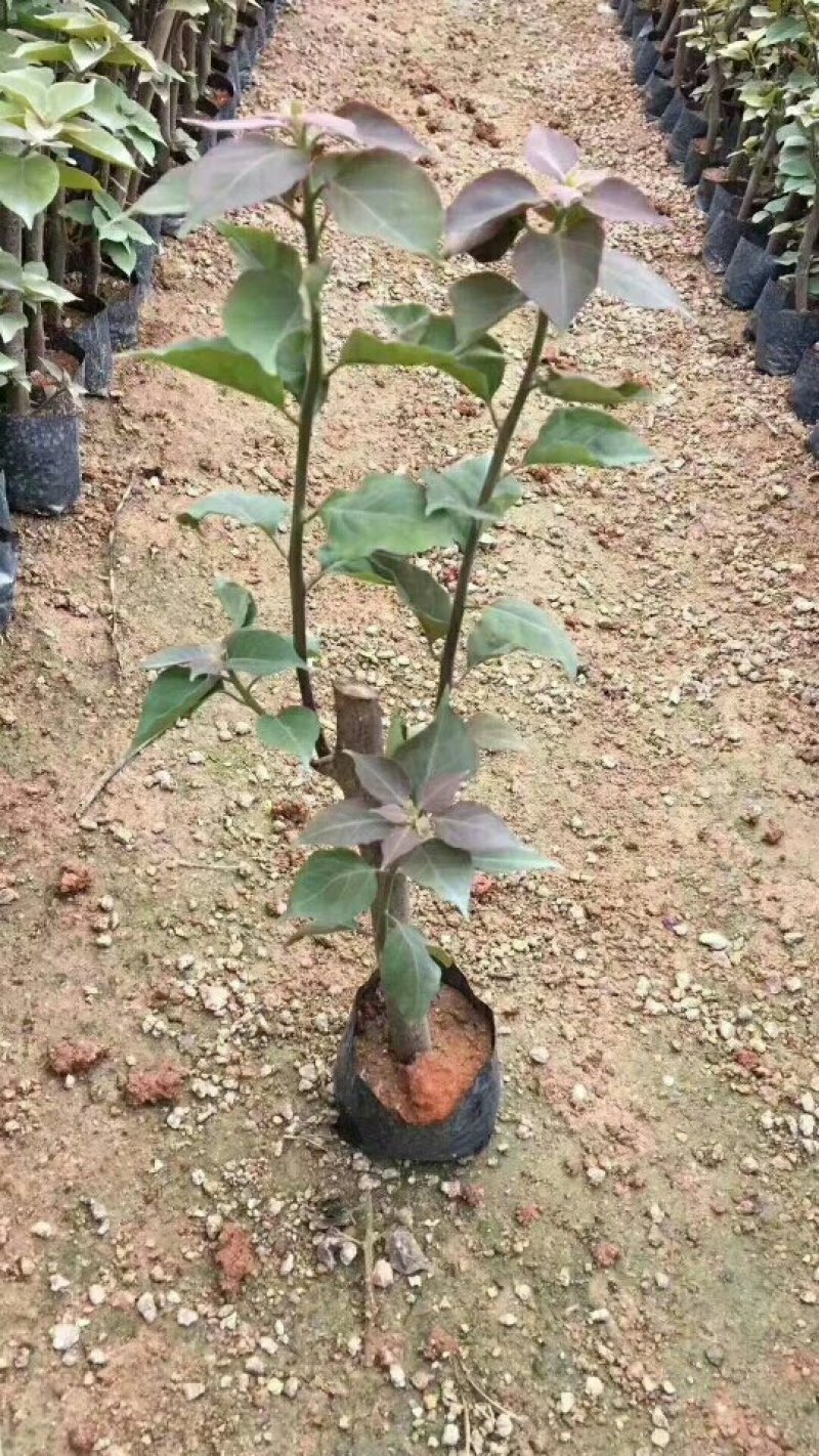 双色茉莉