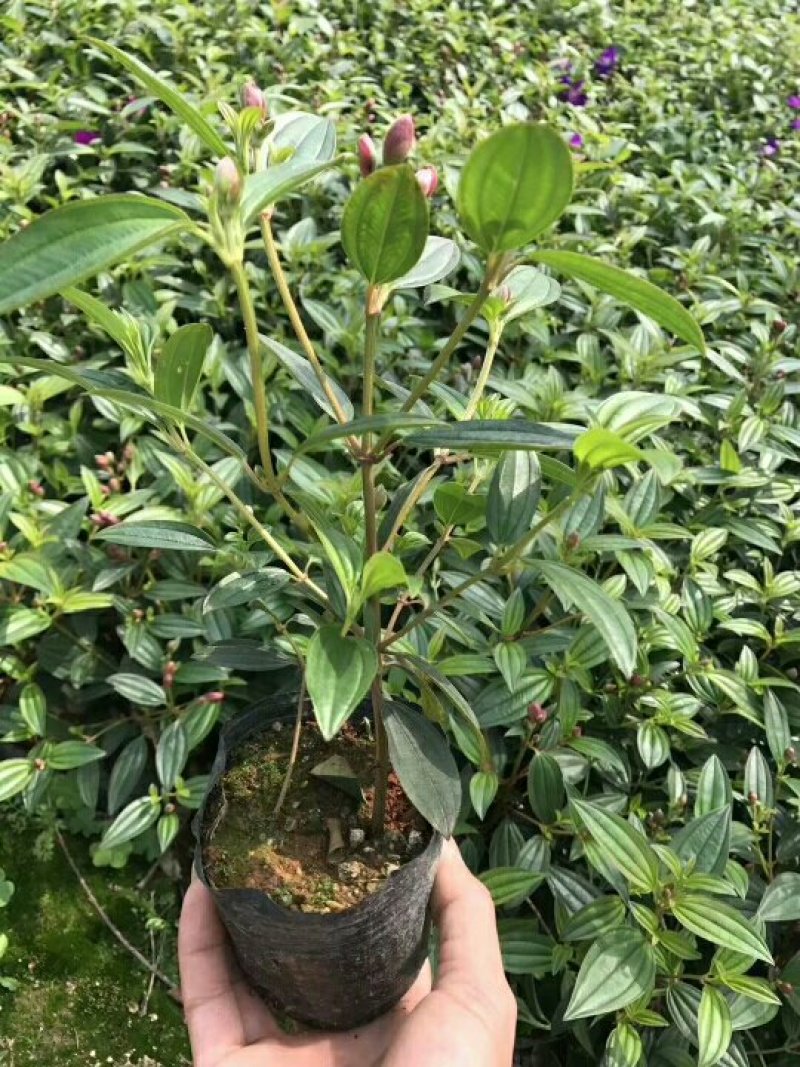 双色茉莉