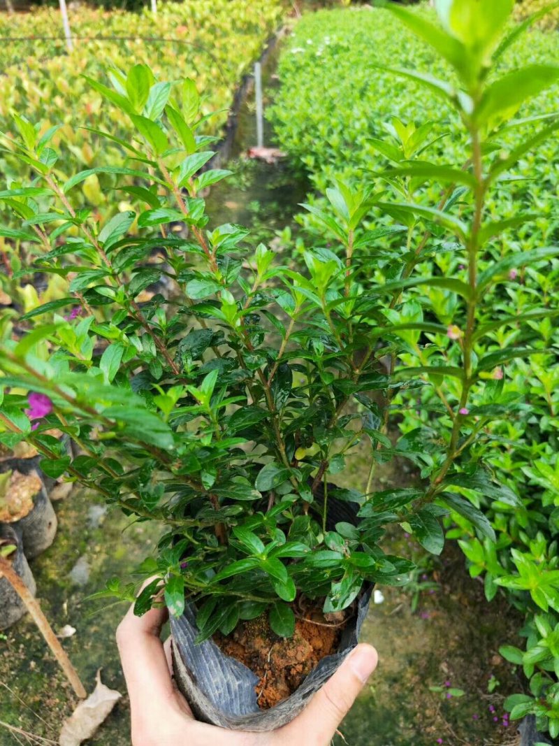 双色茉莉