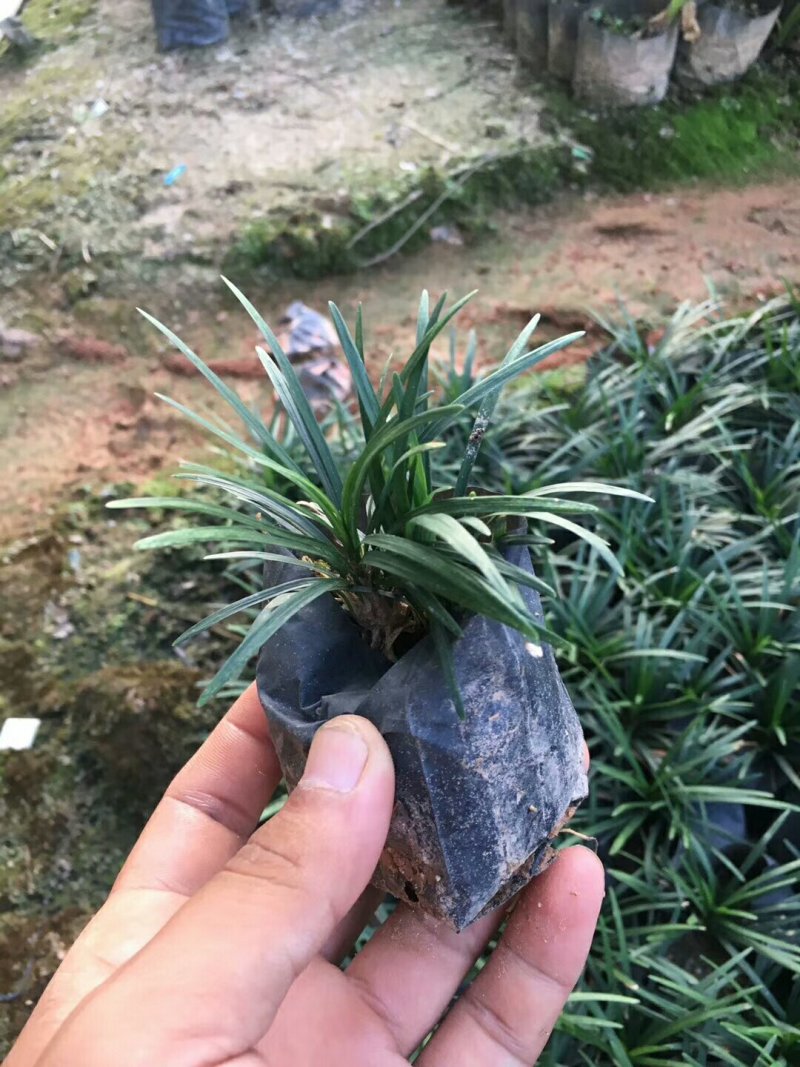 双色茉莉
