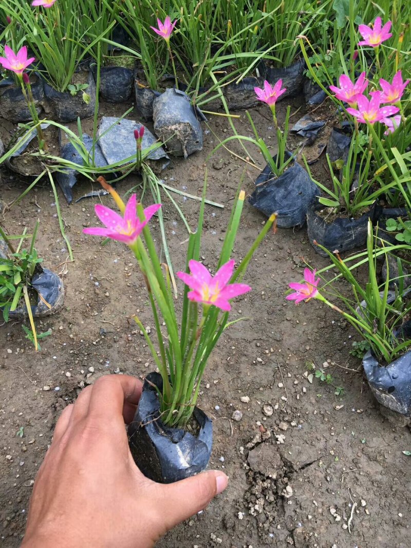 双色茉莉