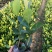 双色茉莉