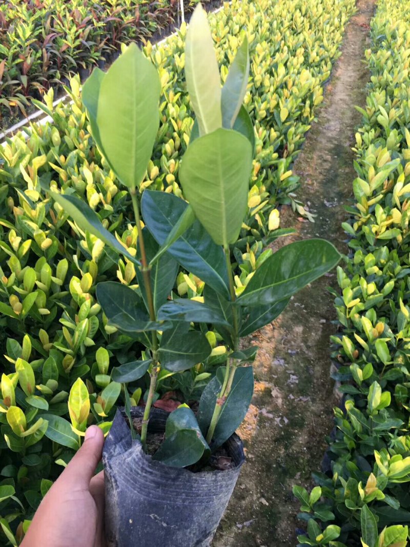 双色茉莉