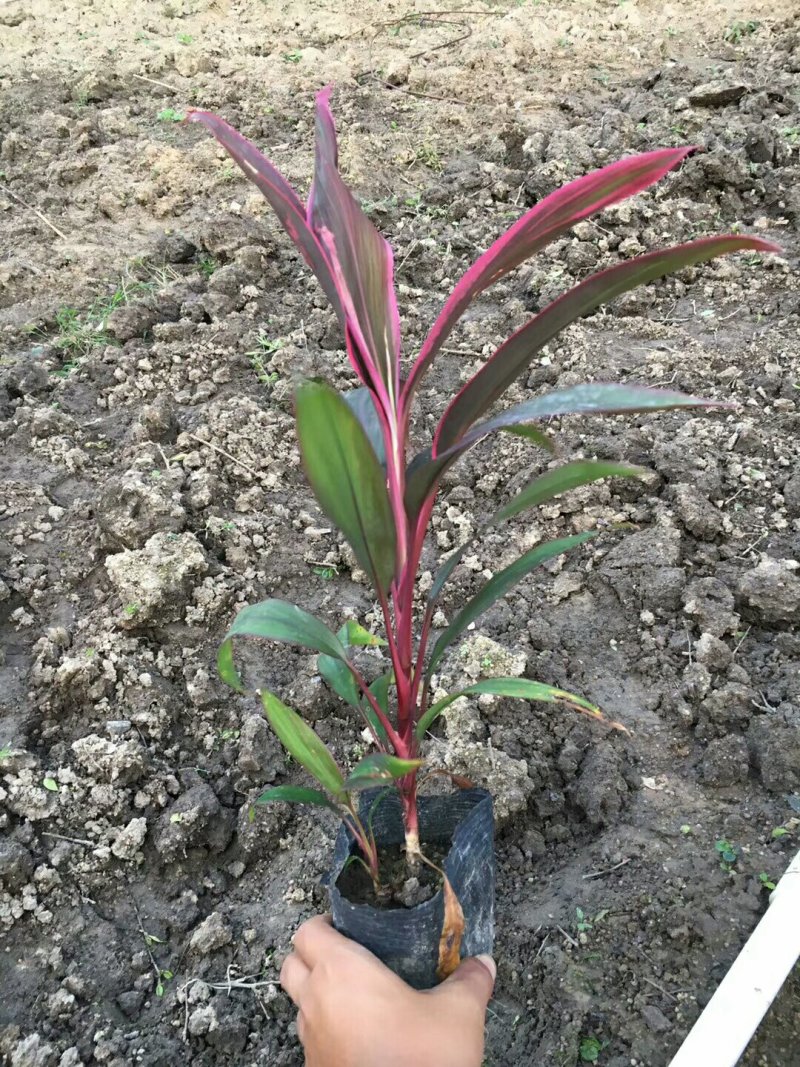 双色茉莉