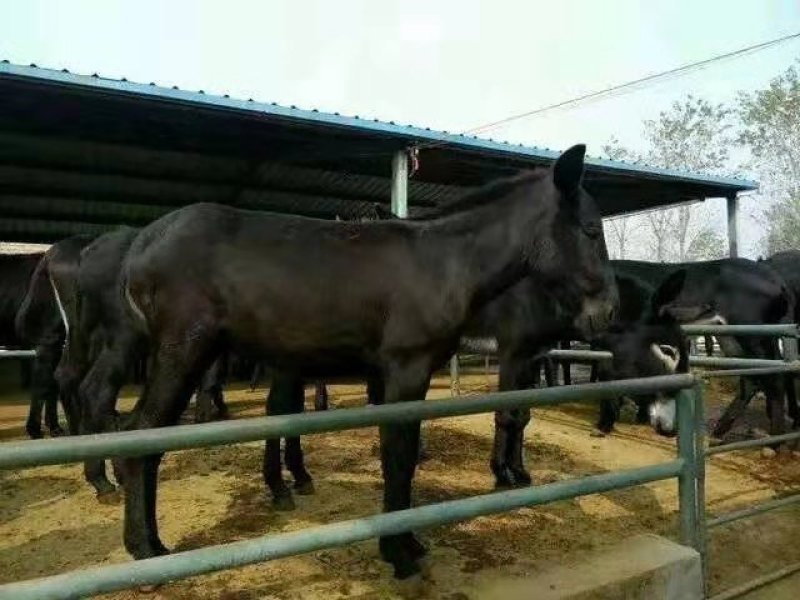 驴:肉驴，德州肉驴，乌头驴，山茬驴等。欢迎各位朋友参观考