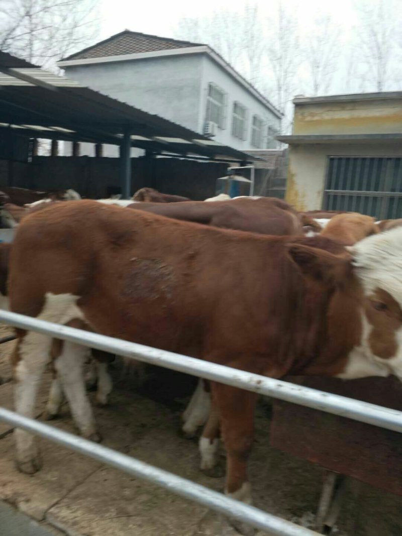 西门塔尔牛牛犊免费送货货到付款报销来回车费