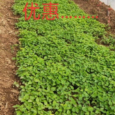 楸树苗
