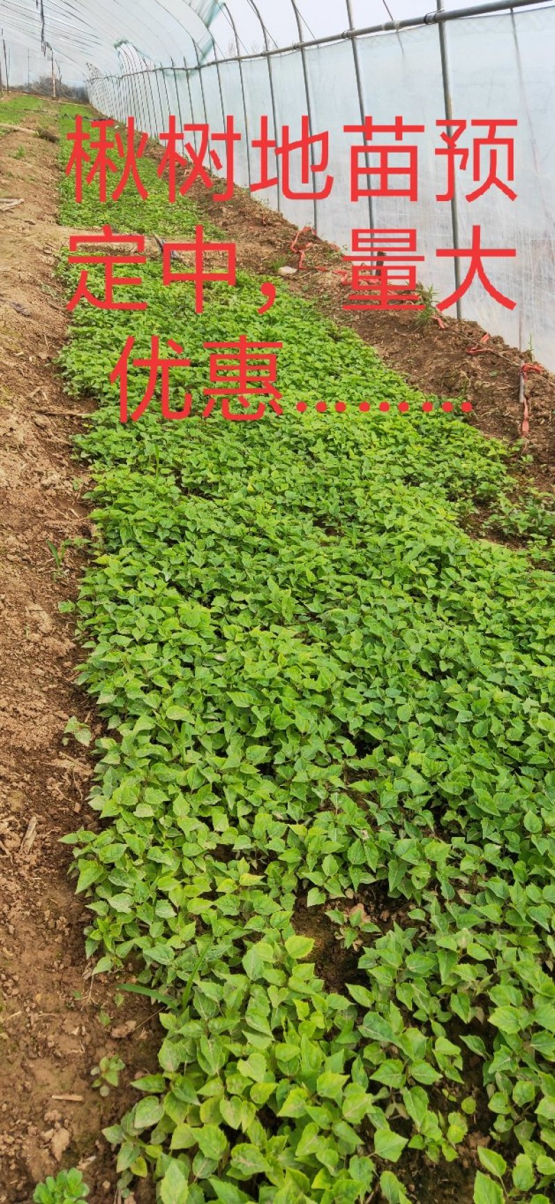 楸树苗