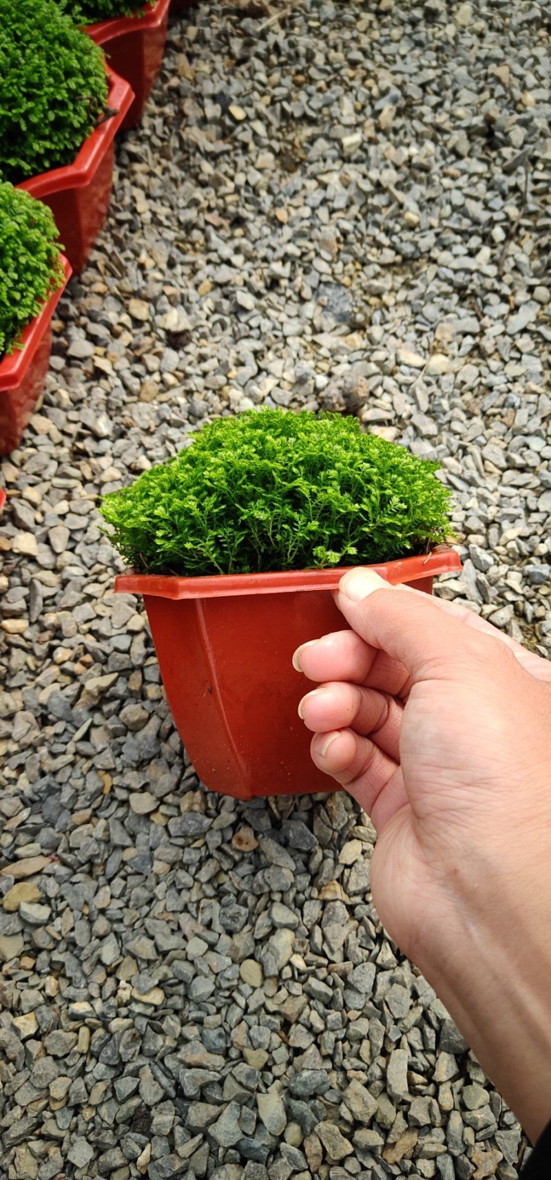 彩盆绿地球