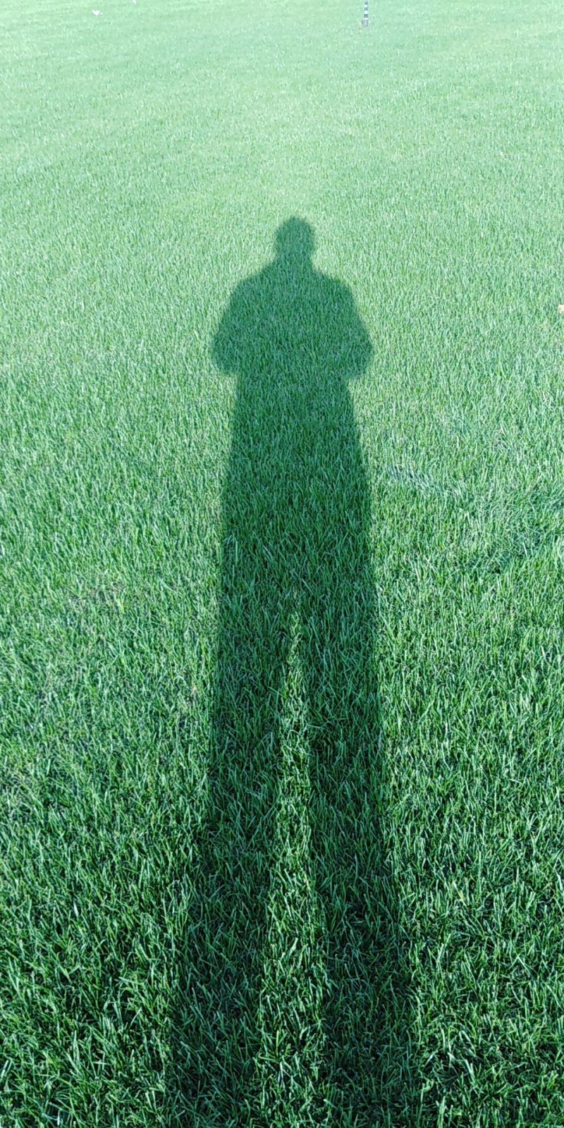 基地常年出售百慕大马尼拉果岭草混播黑麦草等草坪。