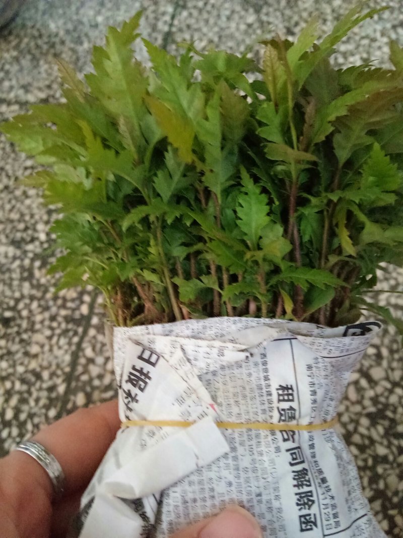 场地大量供应优质杨梅苗杨梅小苗杨梅芽苗包邮