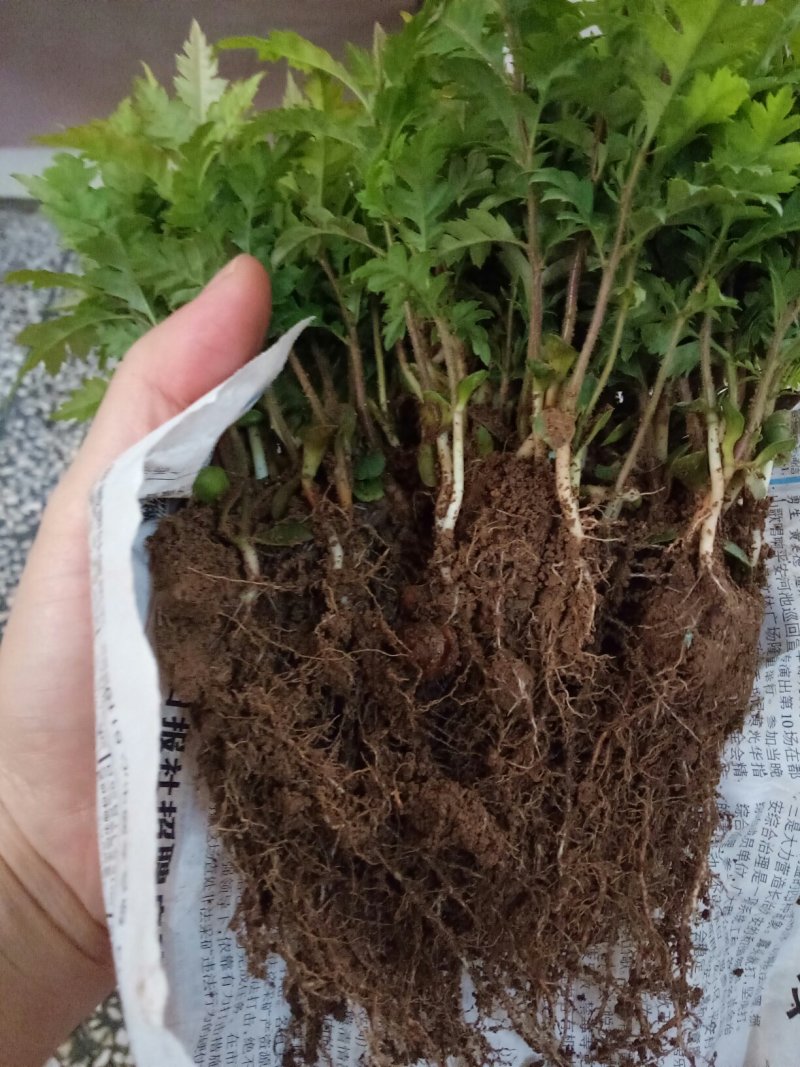 场地大量供应优质杨梅苗杨梅小苗杨梅芽苗包邮