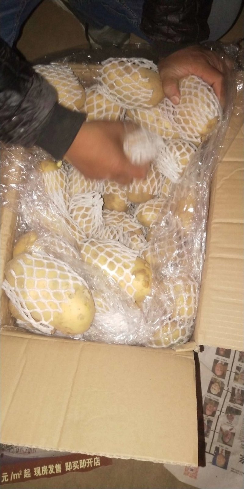 荷兰十五土豆3两以上通货