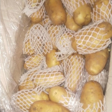 荷兰十五土豆3两以上通货