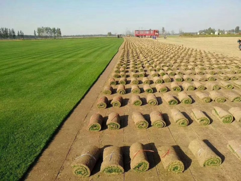 基地常年出售百慕大马尼拉果岭草混播黑麦草等草坪草坪
