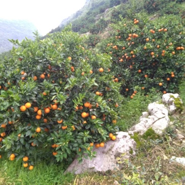 广西阳朔新鲜应季水果，夏橙颜色红靓，皮细个头均匀