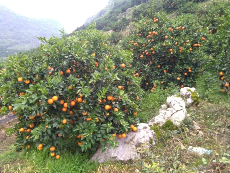广西阳朔新鲜应季水果，夏橙颜色红靓，皮细个头均匀