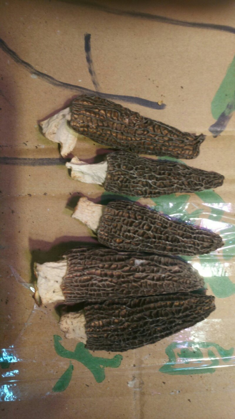 羊肚菌原产地一手采摘混干规格齐全品质保证