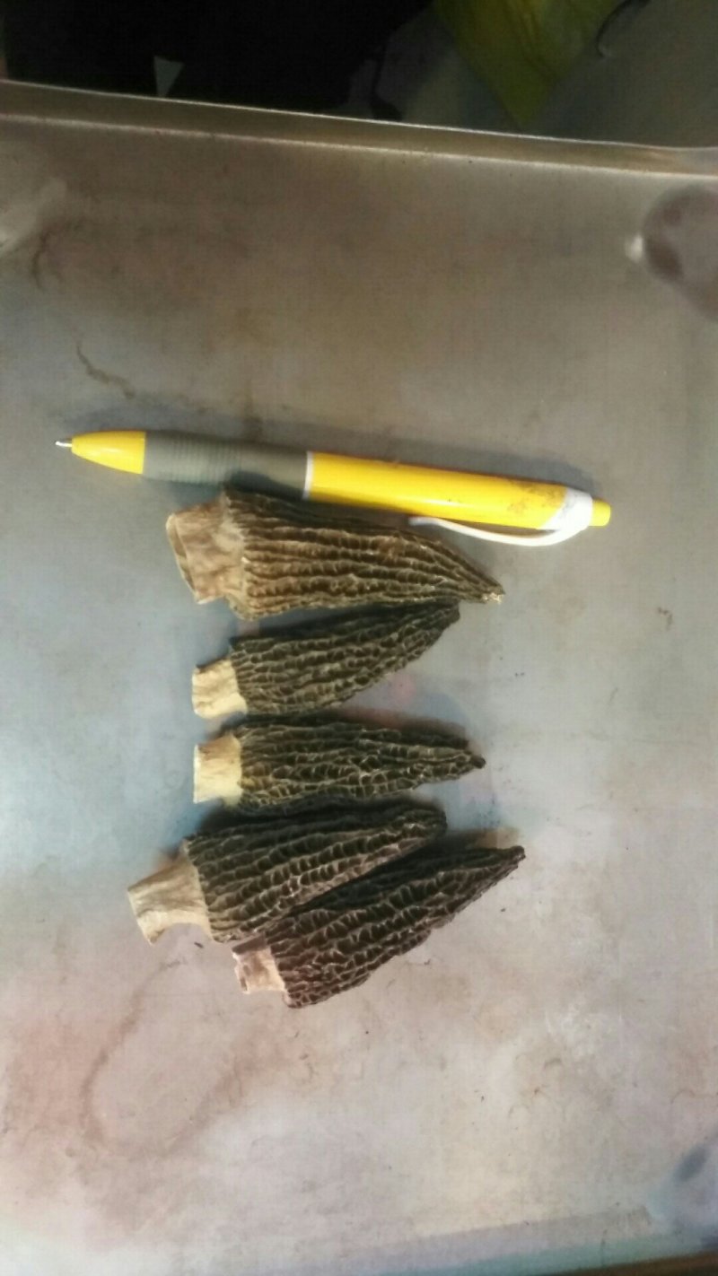 羊肚菌原产地一手采摘混干规格齐全品质保证