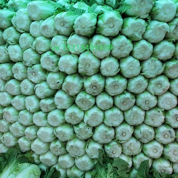 山东黄心大白菜