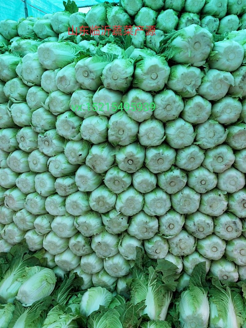 山东黄心大白菜