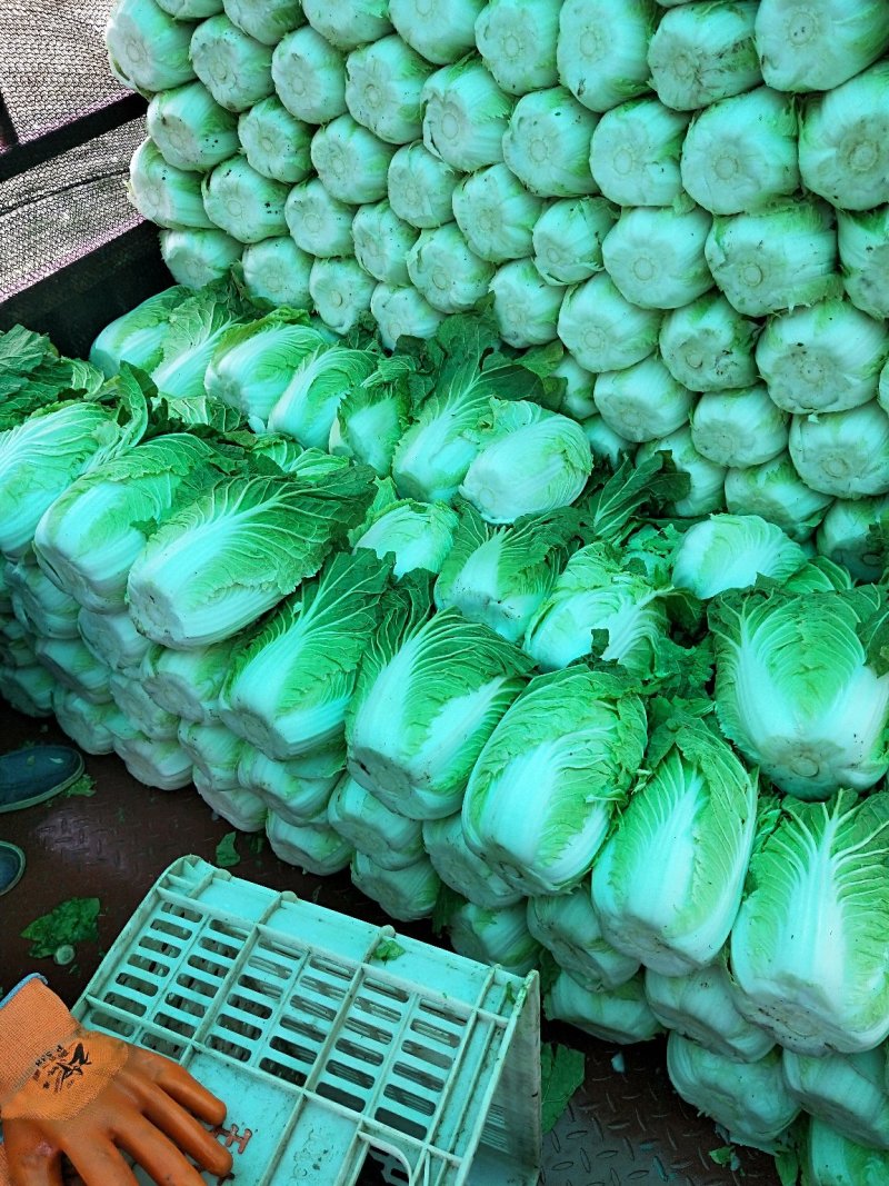 山东黄心大白菜