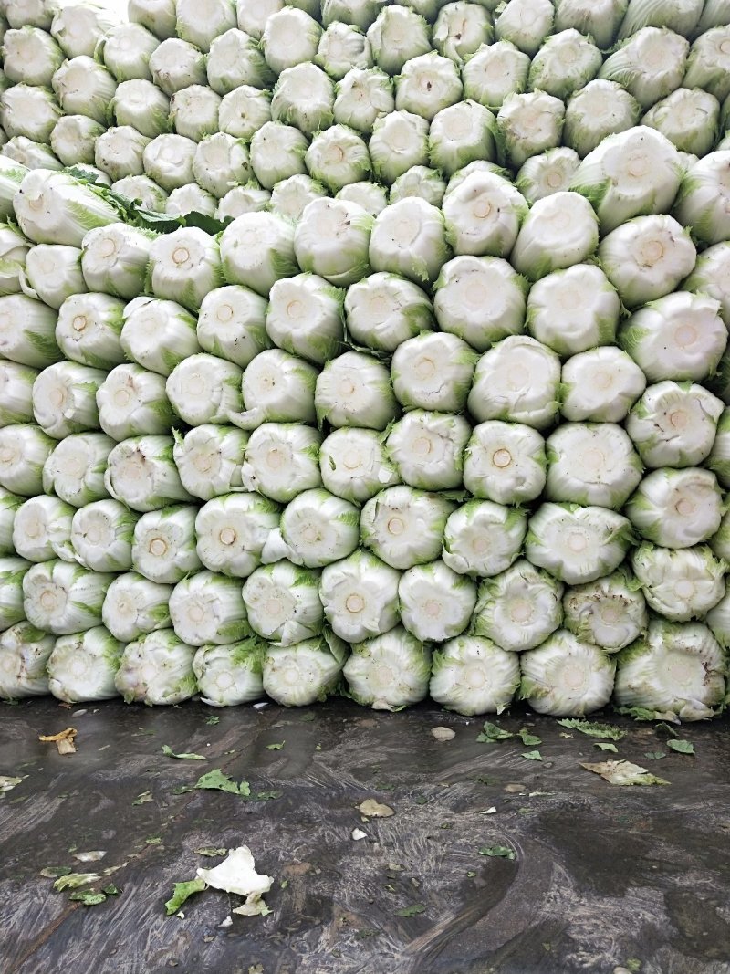 山东黄心大白菜