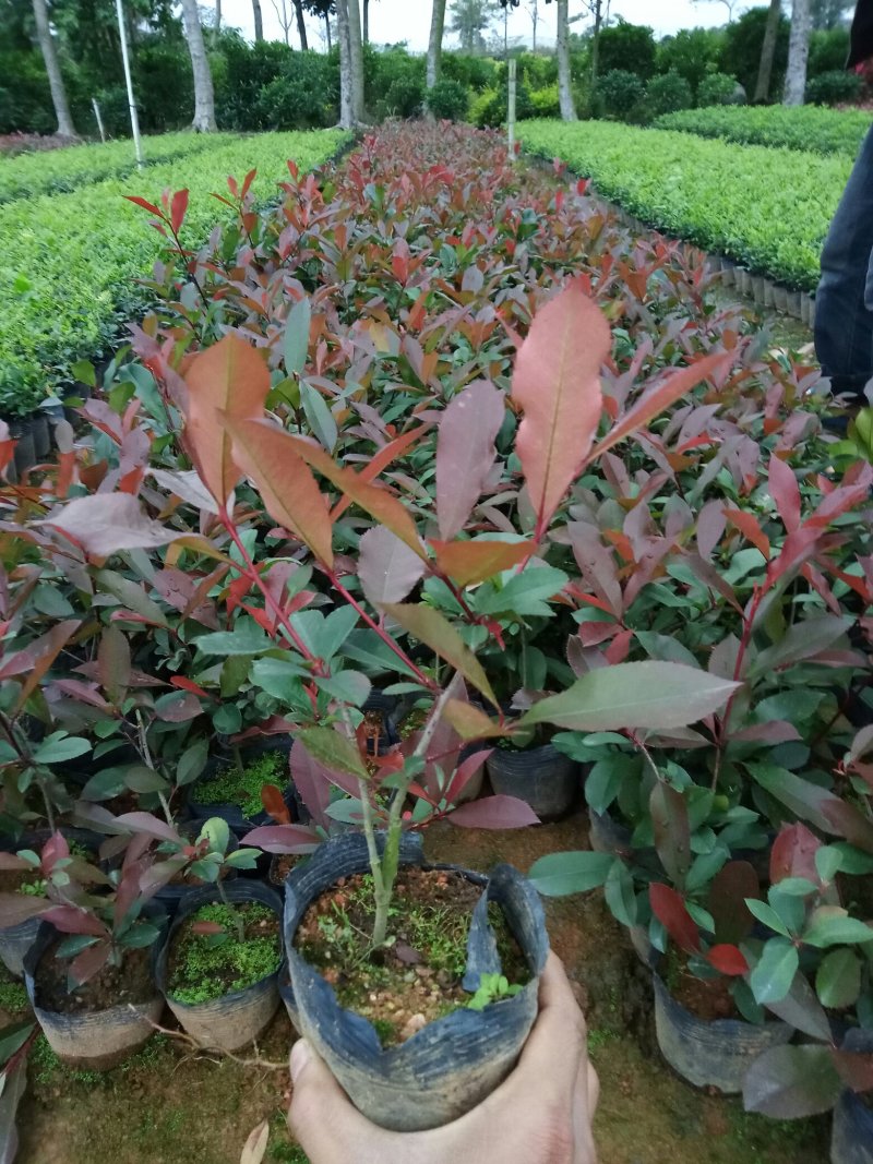 红叶石楠