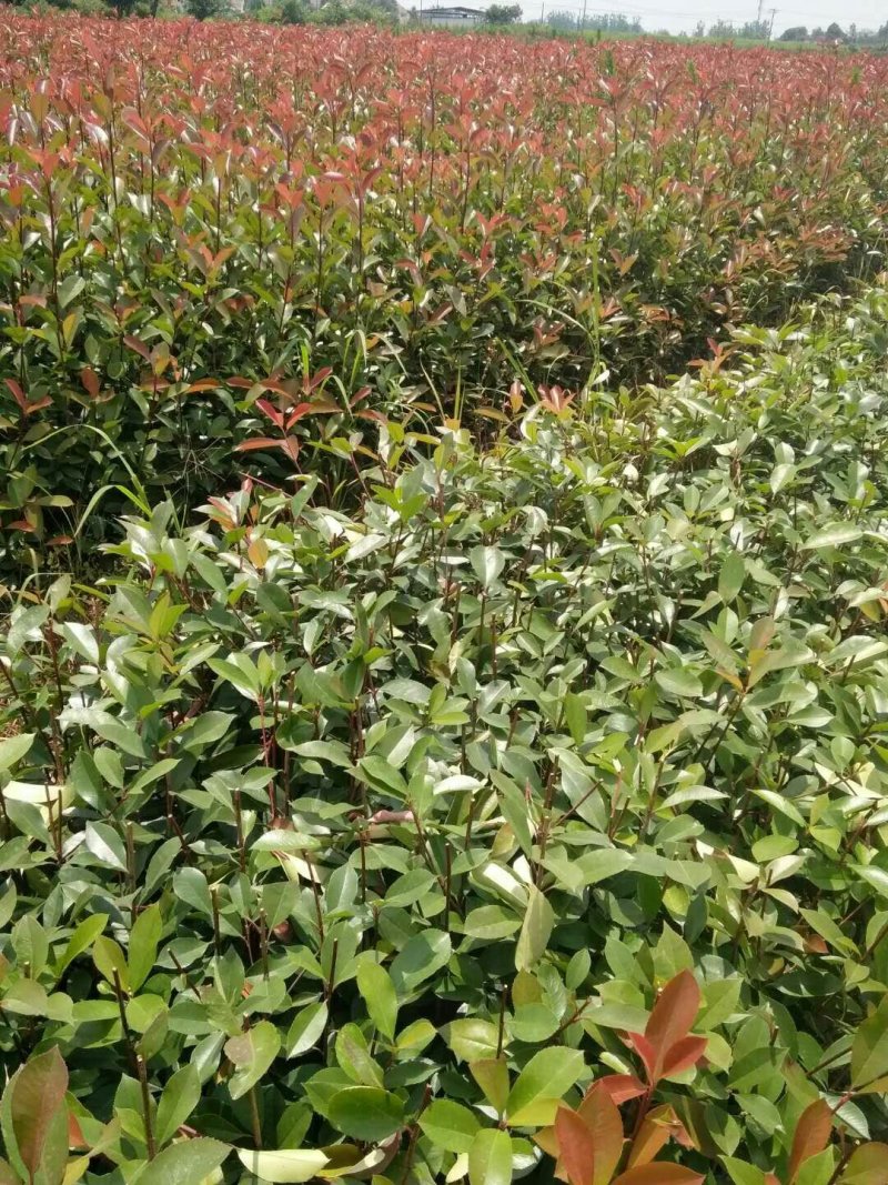 红叶石楠苗